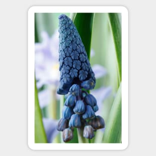 Bellevalia paradoxa  Grape hyacinth  syn.  Muscari paradoxum Sticker